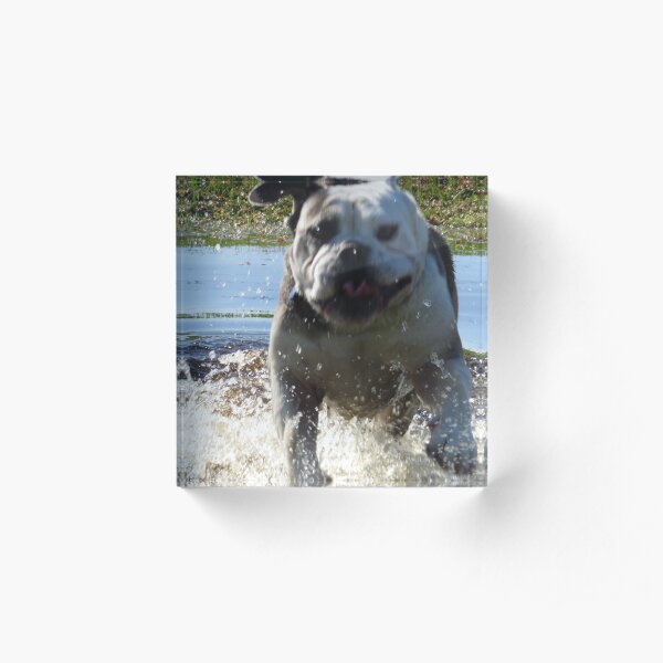 Excited Bulldog in the Water Acrylic Block