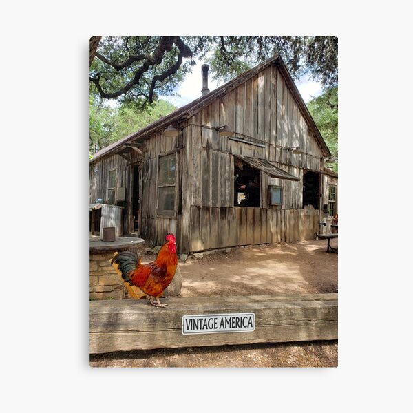 Vintage American rural scene with rooster Canvas Print