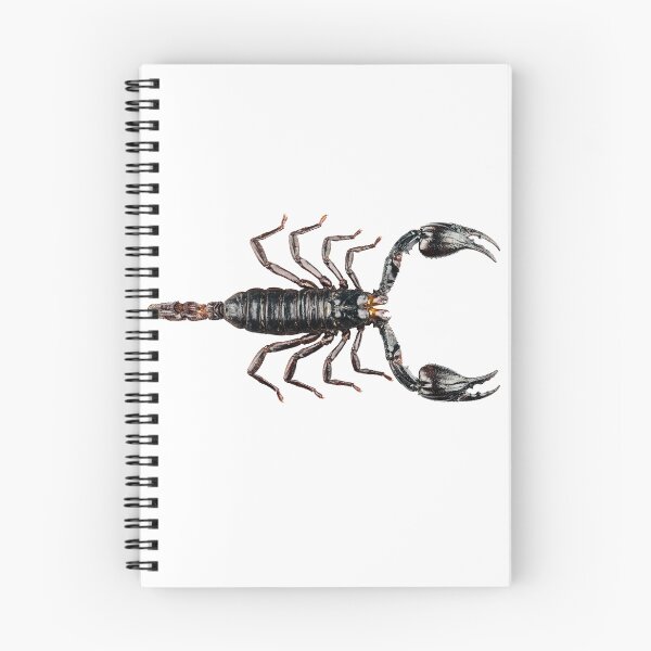 Item preview, Black scorpion species palamnaeus fulvipes designed and sold by paulrommer.