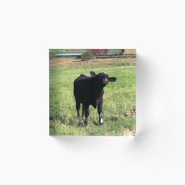 Little cow moo Acrylic Block