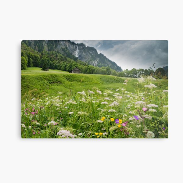 White Pine Valley Metal Print