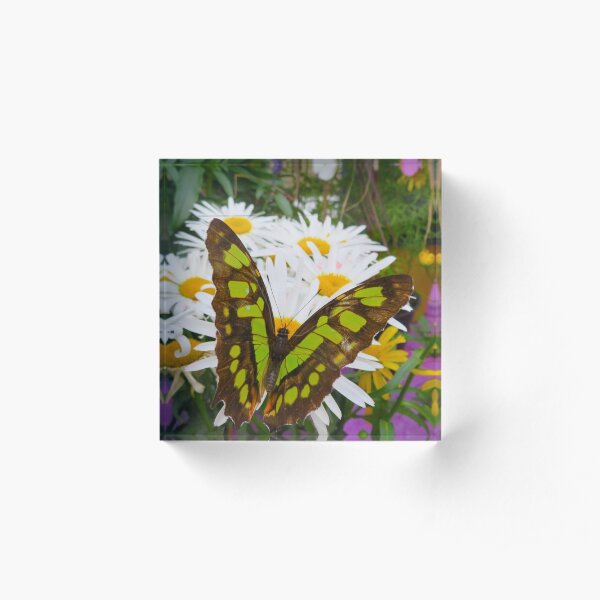 Butterfly in the Flowers Acrylic Block