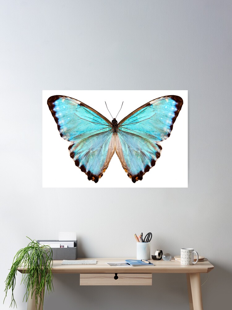 blue butterfly species Morpho portis thamyris