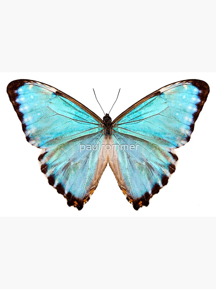 blue butterfly species Morpho portis thamyris