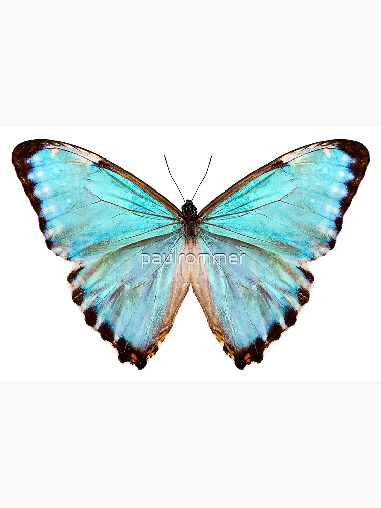 flat,750x,075,f-pad,750x1000,