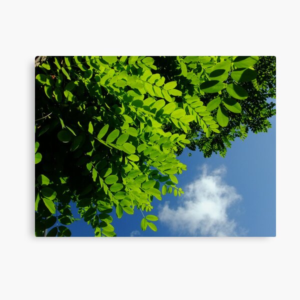 Summer morning sky Canvas Print