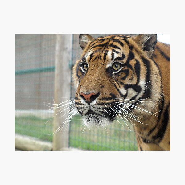 Artikelvorschau, Eye of the tiger entworfen und verkauft von NowhereMan.
