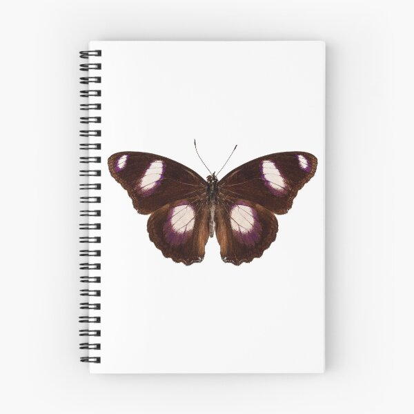 Item preview, Butterfly species Hypolimnas misippus male "Danaid Eggfly" designed and sold by paulrommer.