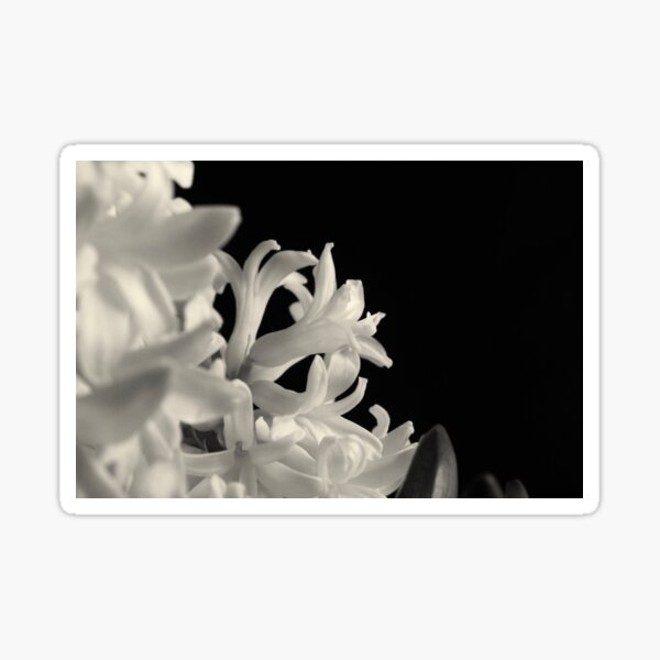 Hyacinth Sticker