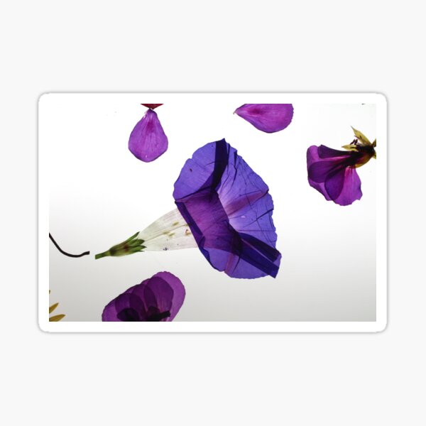 Morning Glory Sticker