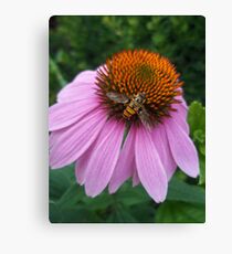 insect & flower Canvas Print