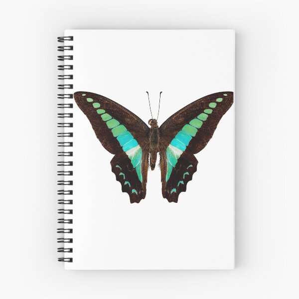 Item preview, Butterfly species Graphium sarpedon designed and sold by paulrommer.