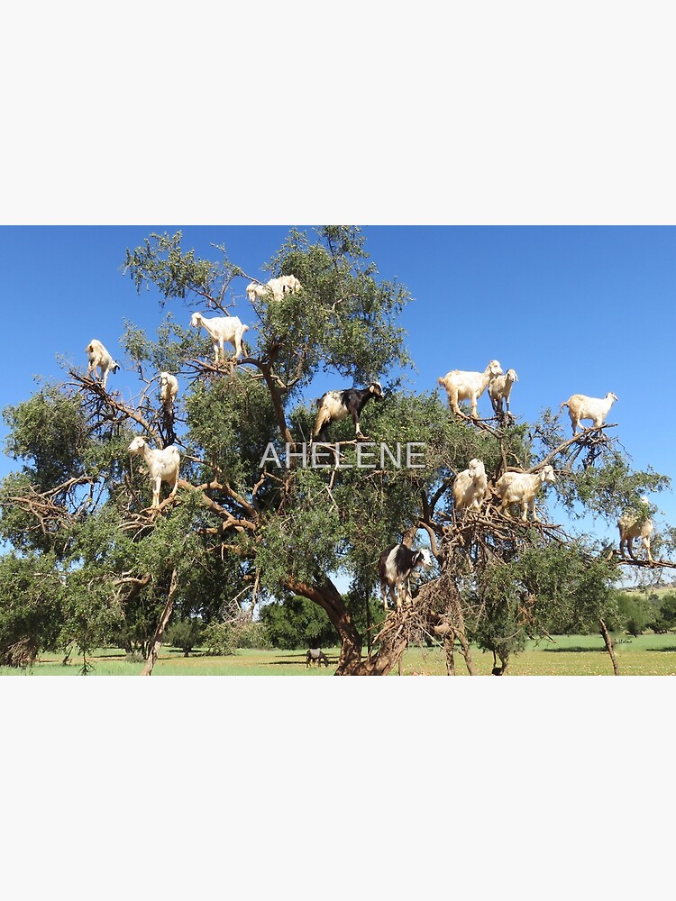 Discover goats in trees Bath Mat