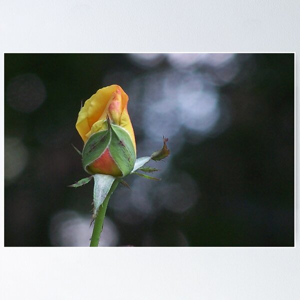 Item preview, roses prayer... designed and sold by aspectsoftmk.