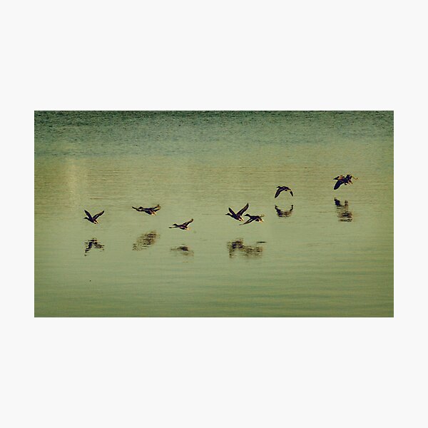Item preview, I'd Like to Fly designed and sold by Annabelle Nordquist.