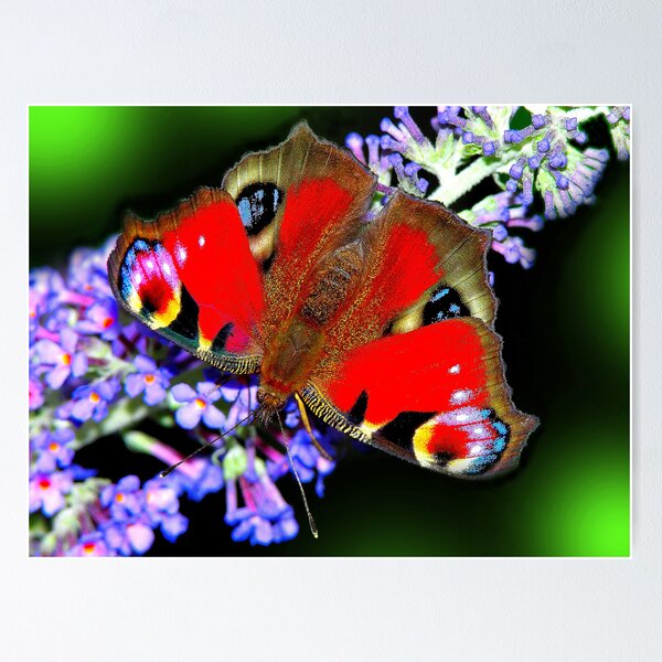 Item preview, The Peacock Butterfly 1 designed and sold by stevewalton.