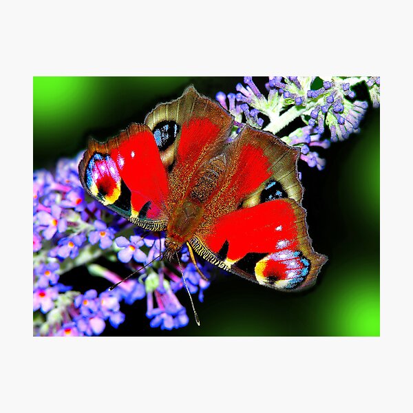 Item preview, The Peacock Butterfly 1 designed and sold by stevewalton.