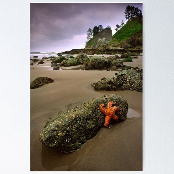 Item preview, Starfish on the Rocks designed and sold by Inge Johnsson.