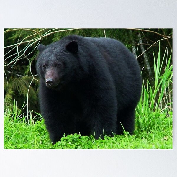 Item preview, Black Bear, designed and sold by AnnDixon.