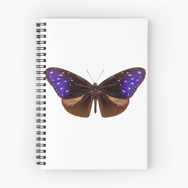 Item preview, brown, blue and purple butterfly species Euploea Mulciber designed and sold by paulrommer.