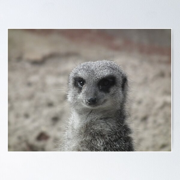 Meerkat 01 Poster