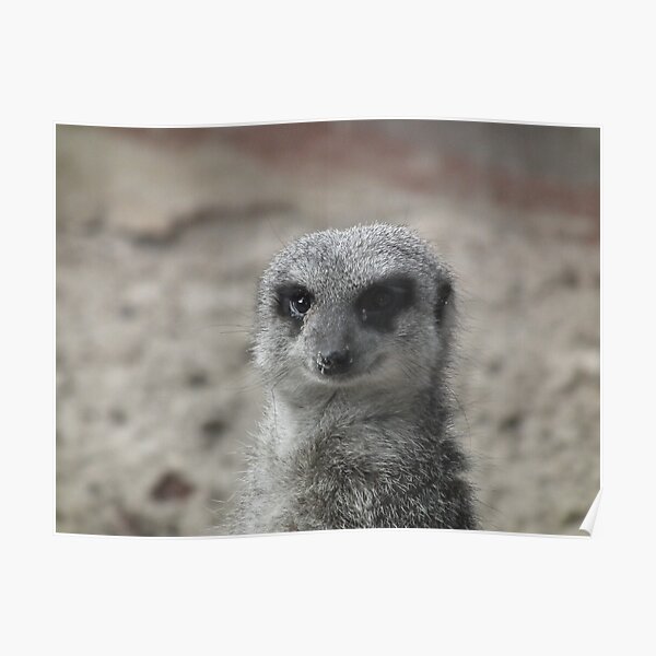 Meerkat 01 Poster