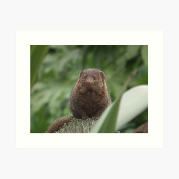 Dwarf Mongoose Art Print