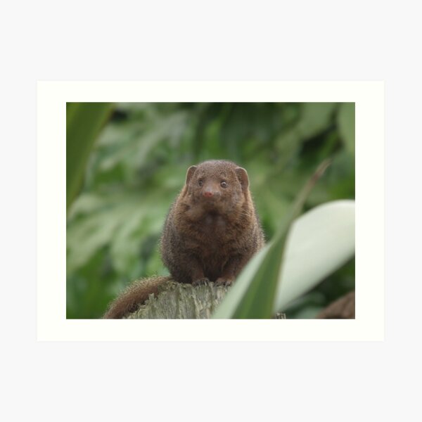 Dwarf Mongoose Art Print