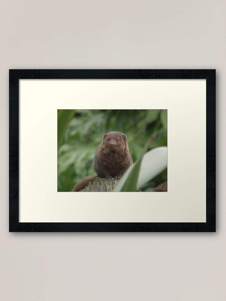Alternate view of Dwarf Mongoose Framed Art Print