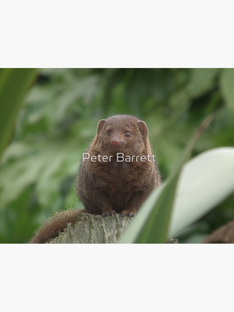 Dwarf Mongoose by hartrockets