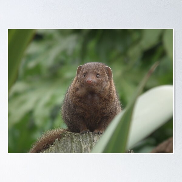 Dwarf Mongoose Poster