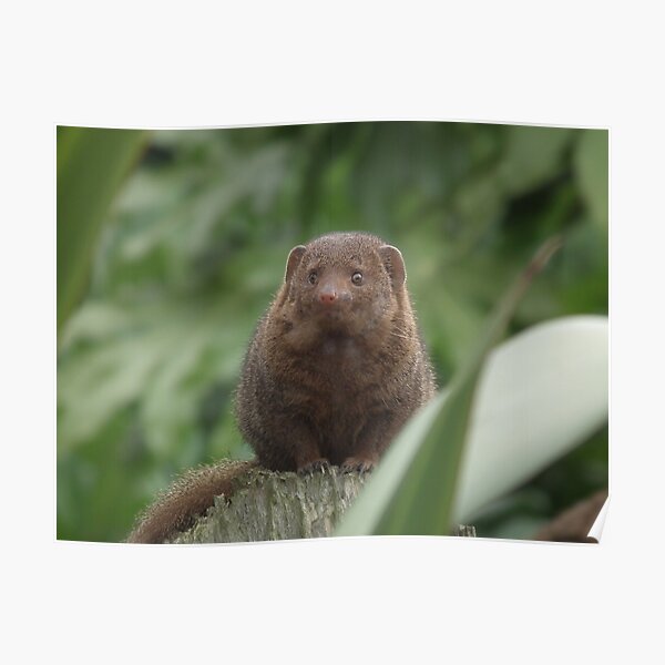 Dwarf Mongoose Poster