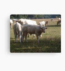 Country Cows Canvas Print