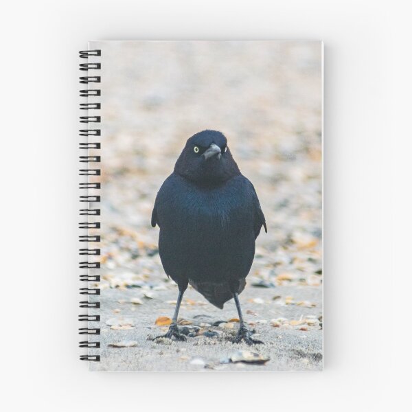 Item preview, Boat-tailed Grackle at Beach designed and sold by KensLensDesigns.