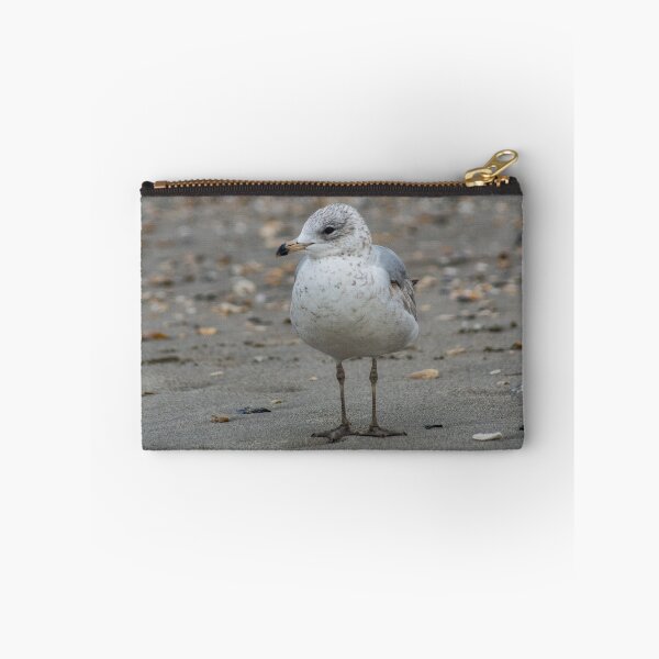 Item preview, Leucophaeus at beach designed and sold by KensLensDesigns.