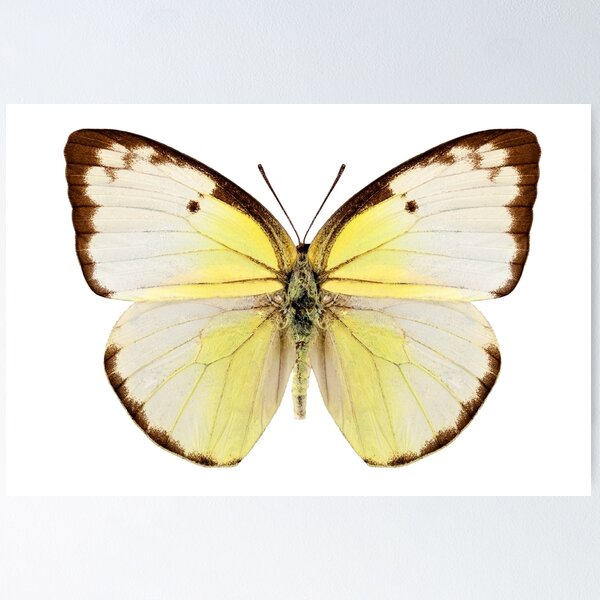 Item preview, Butterfly species Catopsilia pomona "Lemon Emigrant" designed and sold by paulrommer.