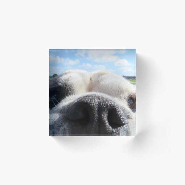 Bulldog nose Acrylic Block