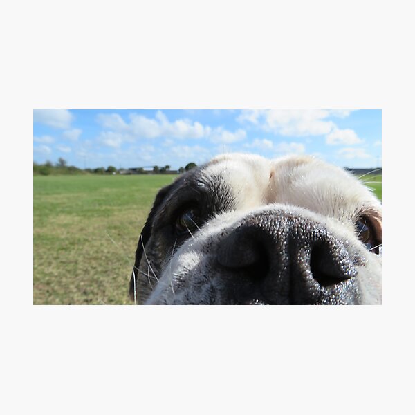 Bulldog nose Photographic Print