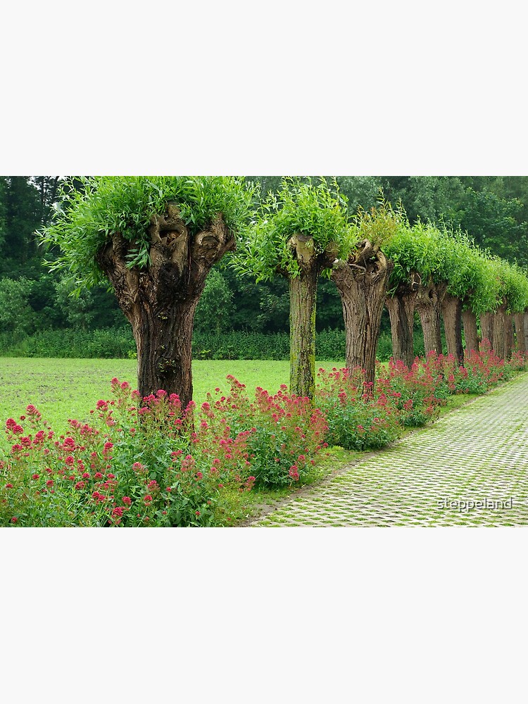 Each their own story - Knotted willows by steppeland