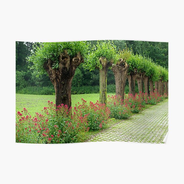 Each their own story - Knotted willows Poster