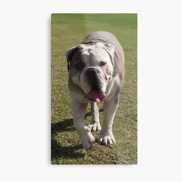 Bulldog strolling toward me Metal Print