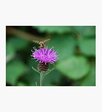 stinger... Photographic Print