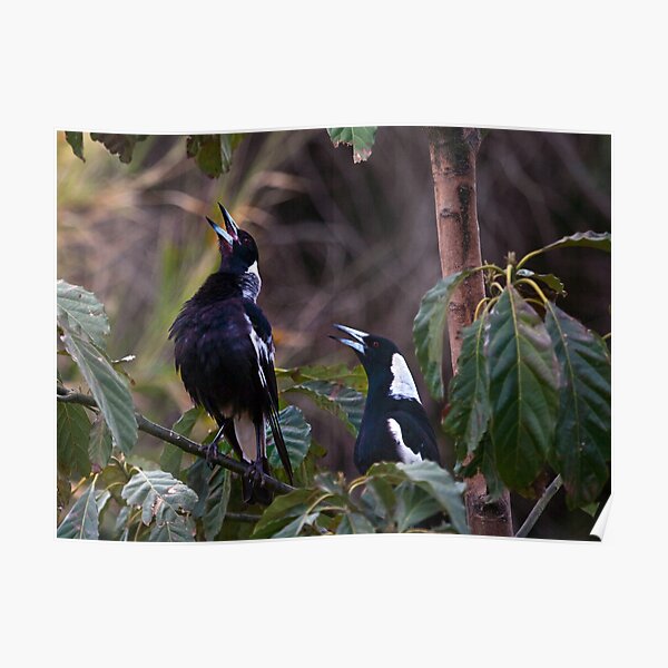 Australian magpies singing Poster