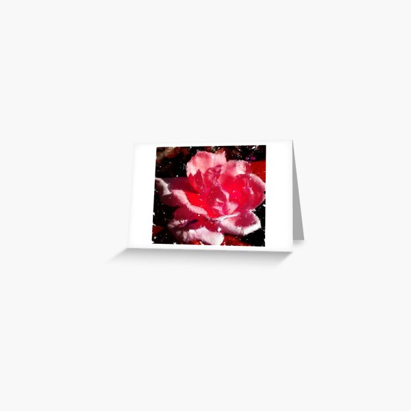 pure rose Greeting Card