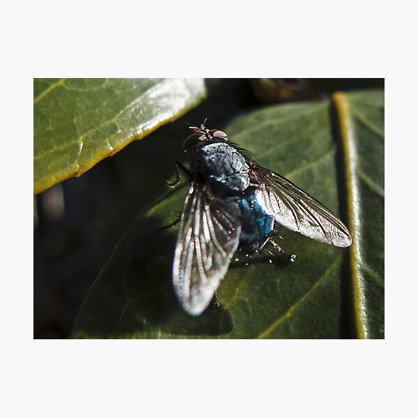 Item preview, Louie the Fly designed and sold by JohnKarmouche.