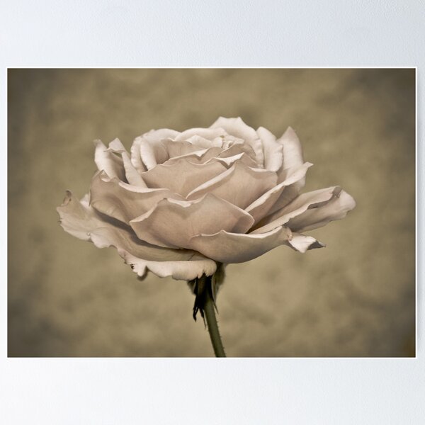 Item preview, " Second Hand Rose " designed and sold by CanyonWind.