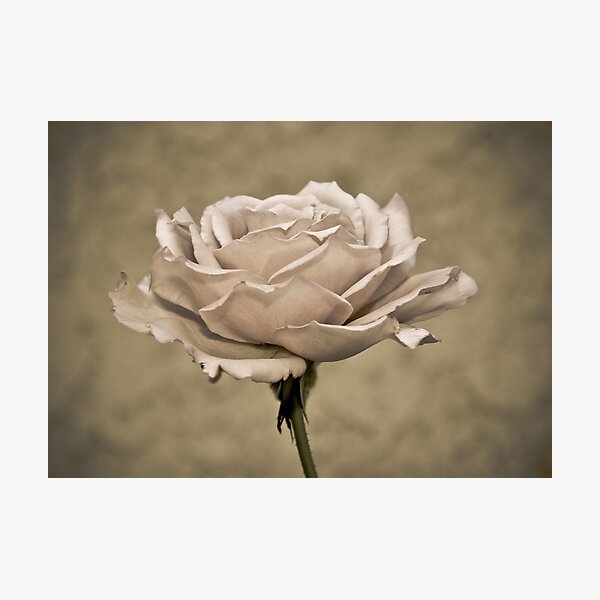 Item preview, " Second Hand Rose " designed and sold by CanyonWind.