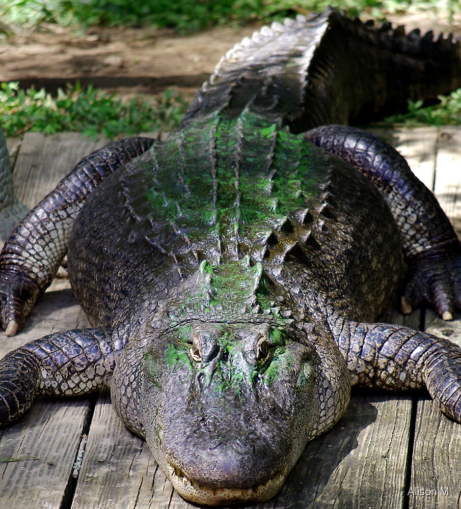 "Louisiana Yard Dog" by Alison M Redbubble