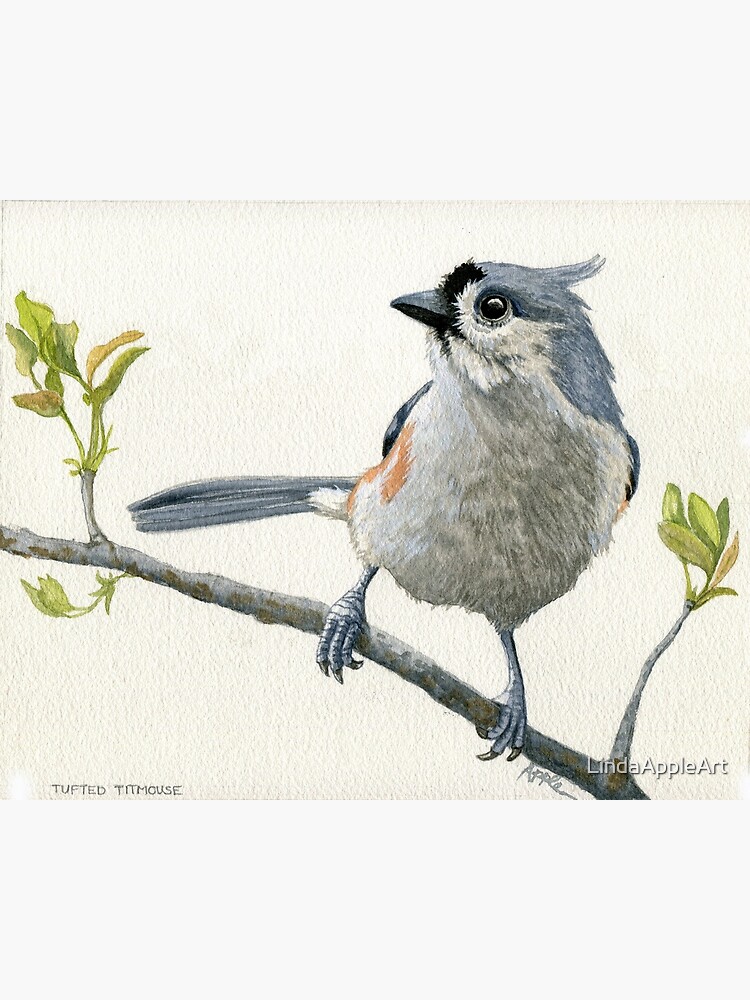 tufted titmouse watercolor