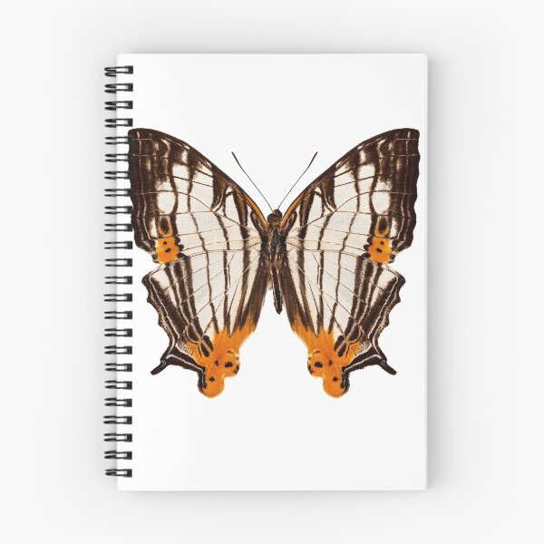 Item preview, Butterfly species Cyrestis lutea martini designed and sold by paulrommer.
